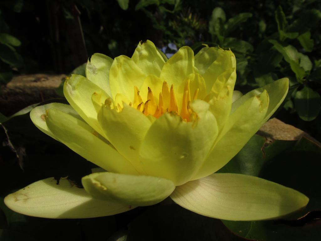 Holiday Home Botanica Drenje (Istria) Quarto foto